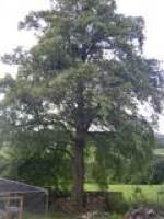 Tree pruning, after.